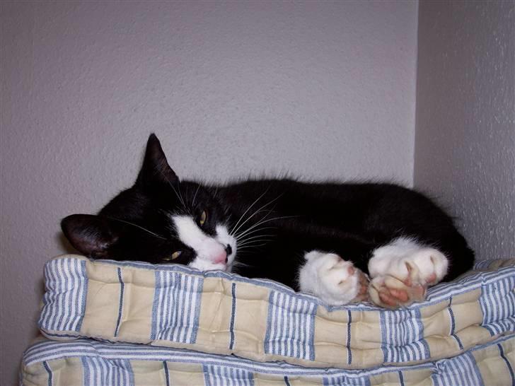 Huskat Midi - Hallo!!! Nu vågnede jeg...det har været en lang nat! billede 1