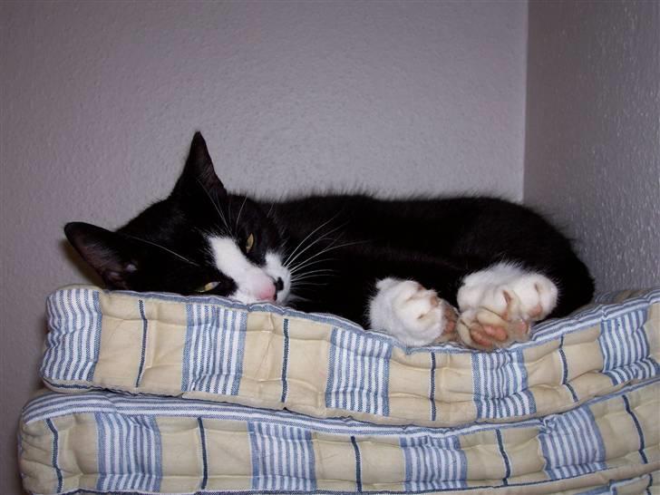 Huskat Midi - Okay...hvad er der? Disse billeder er ikke ens, da han sover på samme måde på samme sted og de er taget med 1 dags mellemrum billede 2