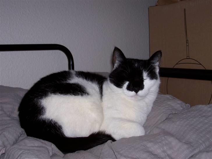 Huskat Miss Sophy - Ih atså...du tar altid billeder når jeg mindst venter det men okay da :-D hi hi billede 2