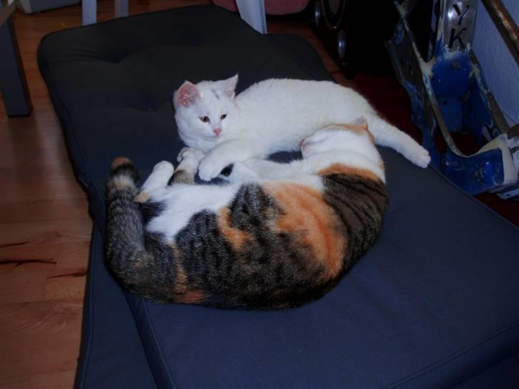 Huskat Akito (Pølle) Væk :( billede 6