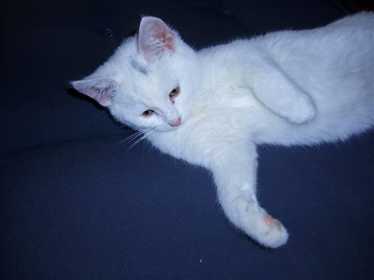 Huskat Akito (Pølle) Væk :( billede 7