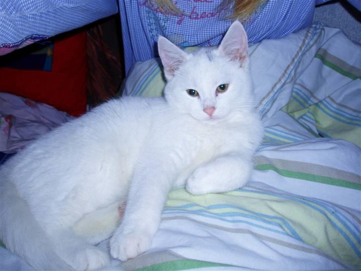 Huskat Akito (Pølle) Væk :( billede 8