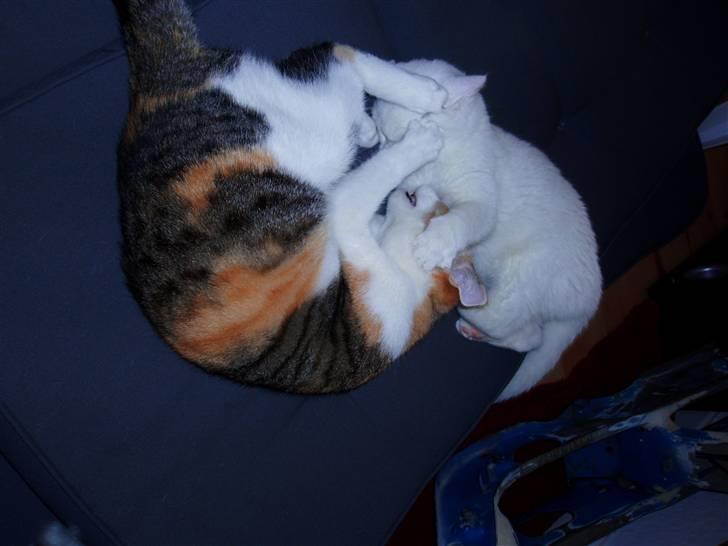 Huskat Akito (Pølle) Væk :( billede 9