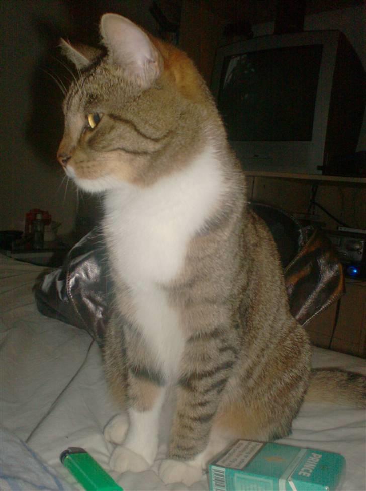 Huskat Mille billede 1