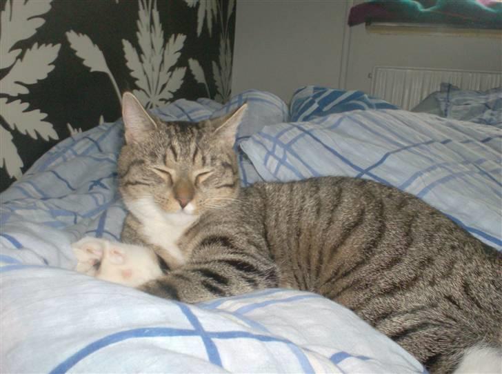 Huskat Mille billede 2