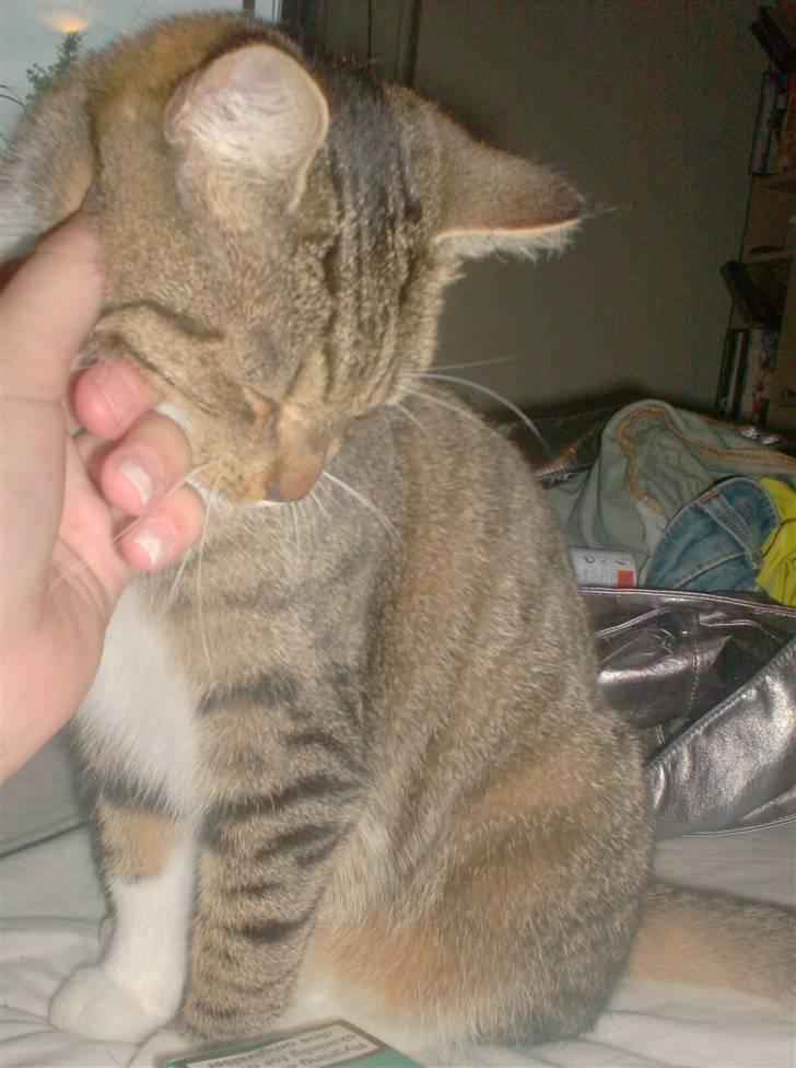 Huskat Mille billede 3