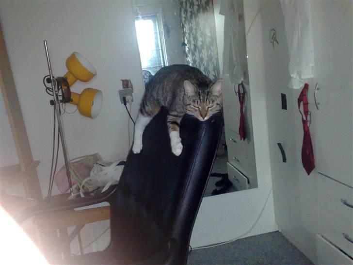 Huskat Mille billede 4