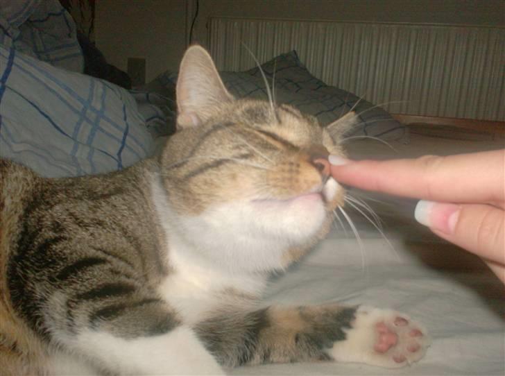 Huskat Mille billede 5