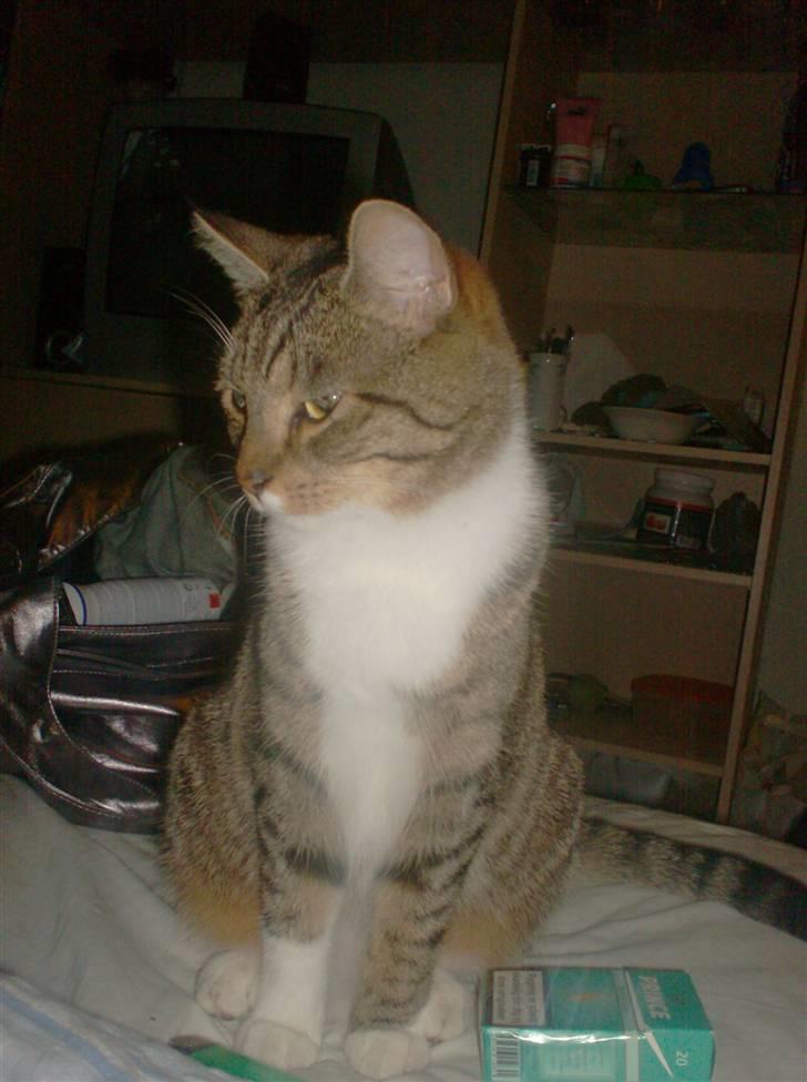 Huskat Mille billede 6