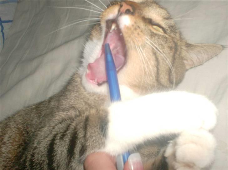 Huskat Mille billede 7