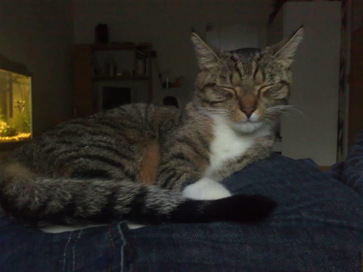 Huskat Mille billede 8