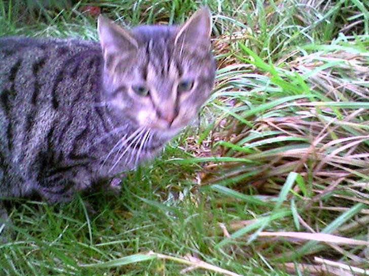 Blanding af racer Strit - Strit ude i græsset...  billede 1