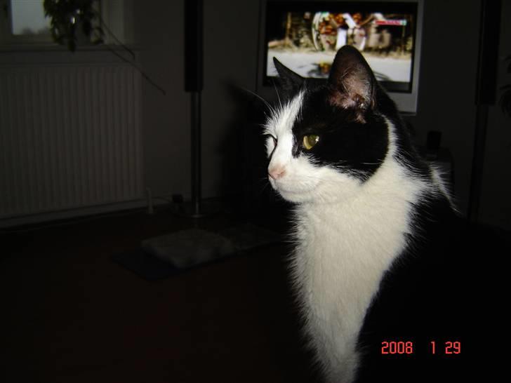 Huskat Bandit - Queen Bandit ^^  billede 1