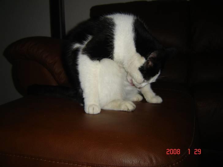 Huskat Bandit - Man skal jo se fin ud når der bliver taget billeder =D billede 2