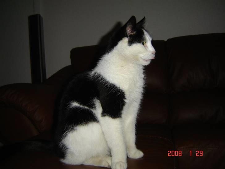 Huskat Bandit - Holder lige øje med Mille, som ligger i den anden ende af sofaen ^^ ( Som jo er Bandits ;b )  billede 3