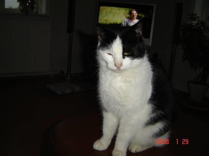 Huskat Bandit - Lukkede øjne ? ^^ billede 4