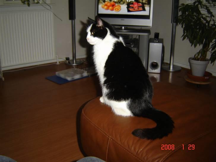 Huskat Bandit - Dronning af Sofaens kant ^^ haha billede 5