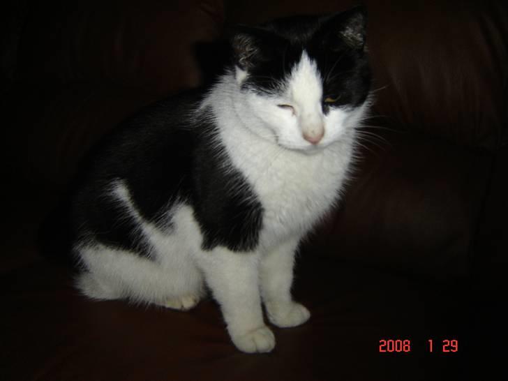 Huskat Bandit - Fine lille Bandit <3 billede 6