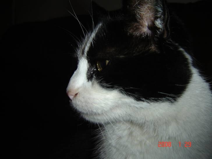 Huskat Bandit - Flotte hoved <3 - Tak fordi i kiggede =D billede 7