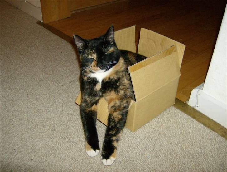 Blanding af racer Mini R.I.P :'( - "jeg vil gerne sendes til afrika"=) billede 1