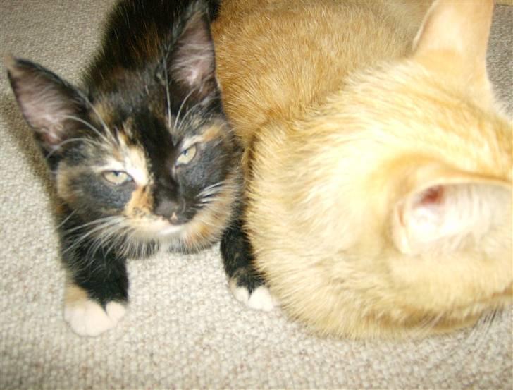 Blanding af racer Mini R.I.P :'( - Mig og min mor der hygger... billede 4