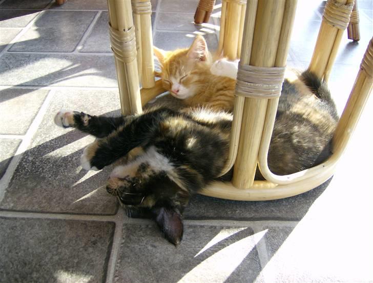 Blanding af racer Mini R.I.P :'( - så skal der slappes af... billede 5