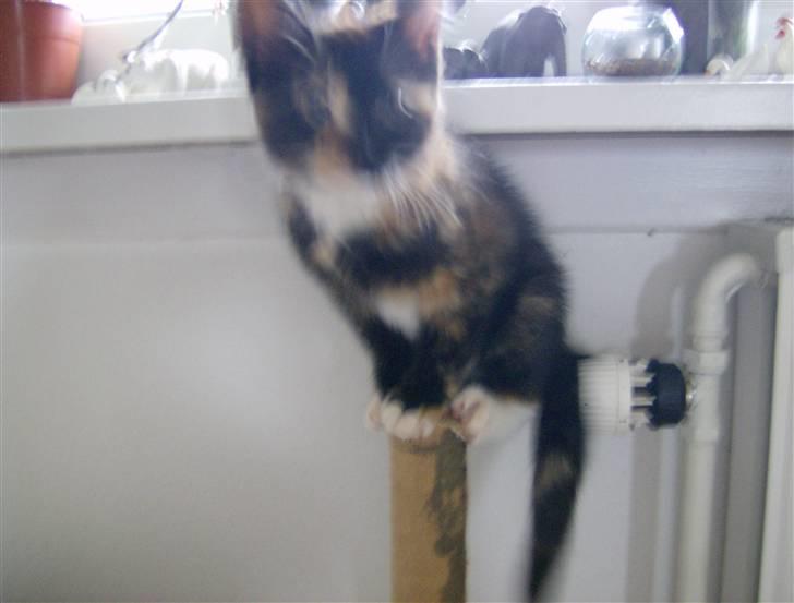 Blanding af racer Mini R.I.P :'( - Det er lidt svært at stå her oppe... billede 6