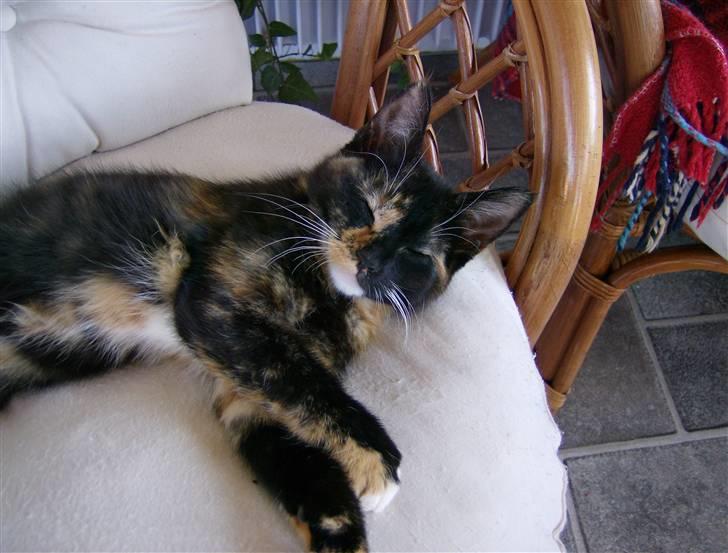 Blanding af racer Mini R.I.P :'( - luksus mis... billede 7