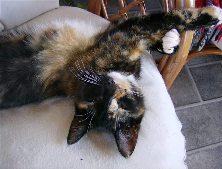 Blanding af racer Mini R.I.P :'( - se hvor sød jeg er... billede 8