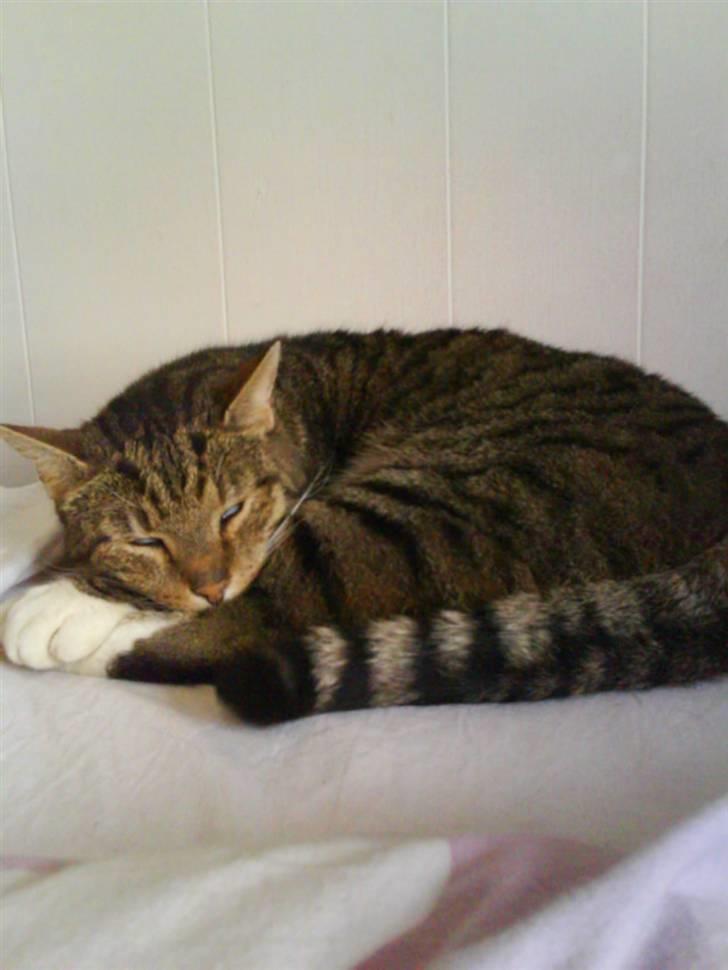 Huskat misser billede 4