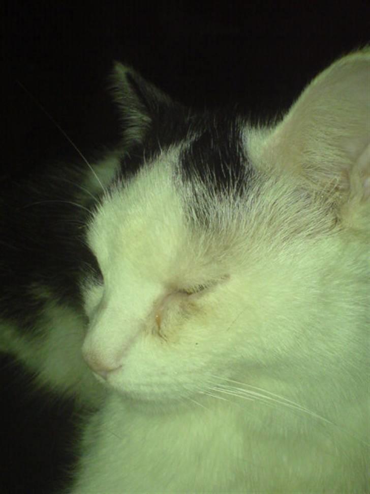 Huskat misser - er han ik bare nuzzer:) billede 1