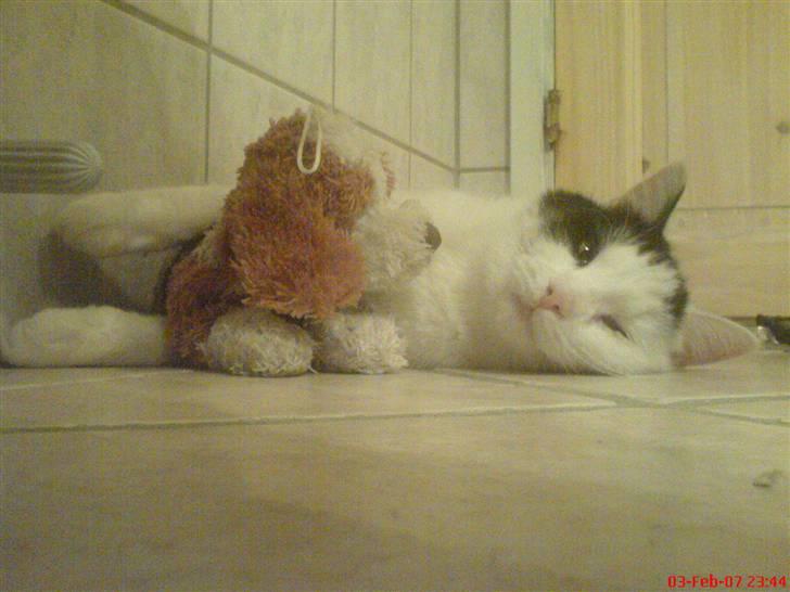 Huskat misser - er min bamse ik sød det er en hund :) billede 2