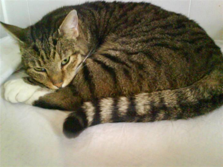 Huskat misser billede 5