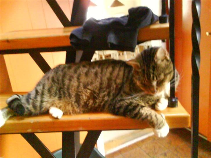 Huskat misser billede 6