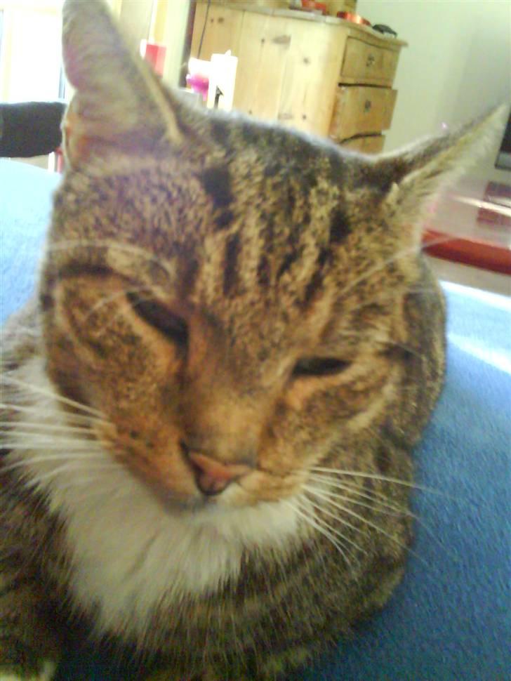 Huskat misser billede 7