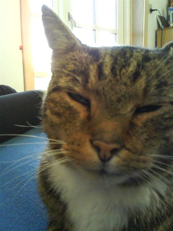 Huskat misser billede 8