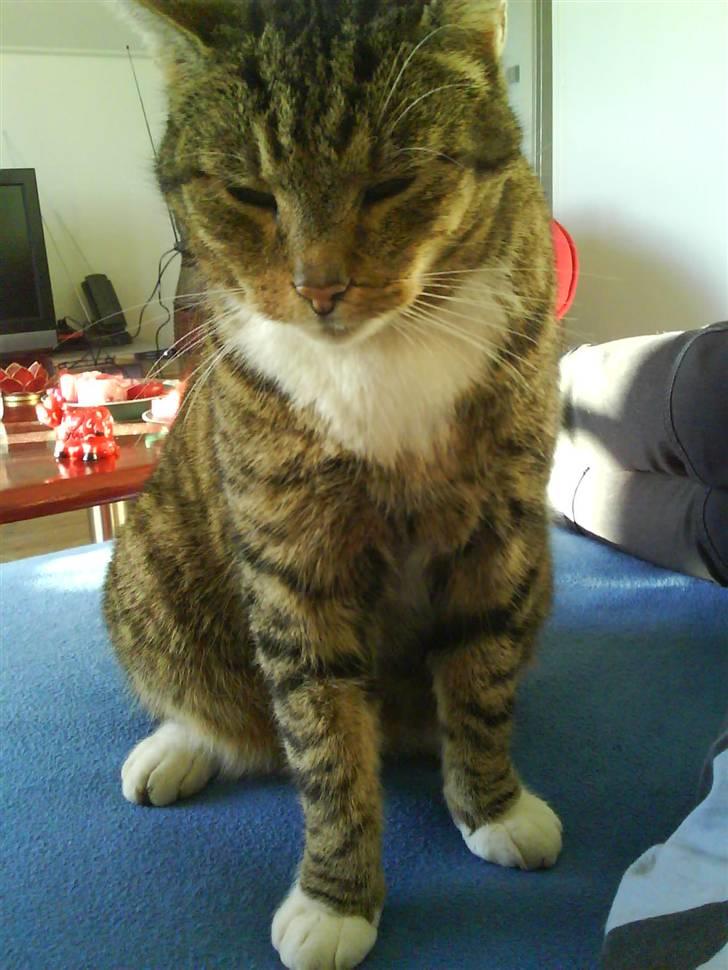 Huskat misser billede 9