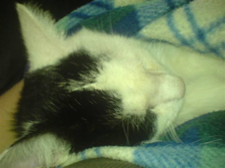 Huskat misser - ZzZzZzZzZzZz billede 4