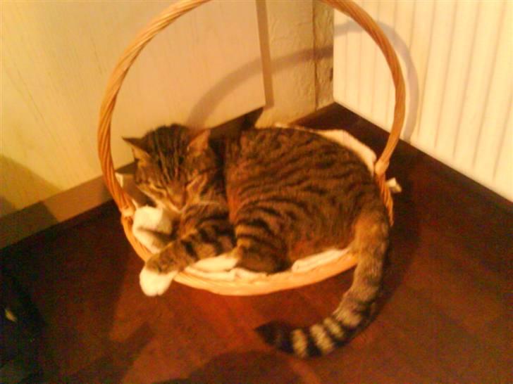 Huskat misser billede 10