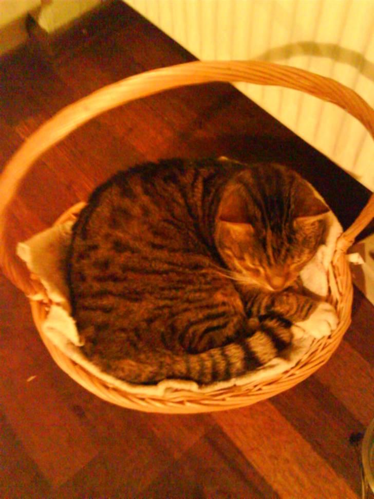 Huskat misser billede 11