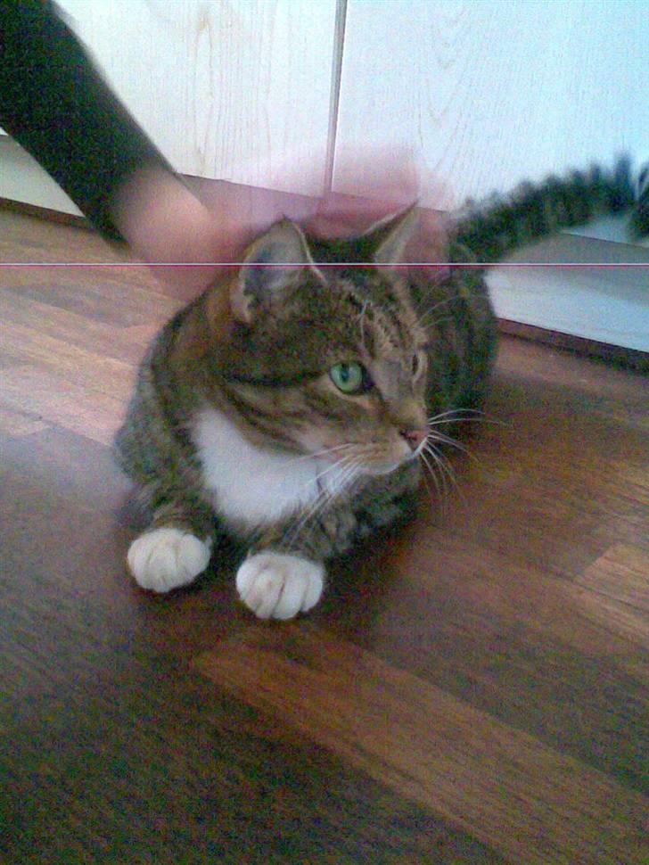 Huskat misser billede 12