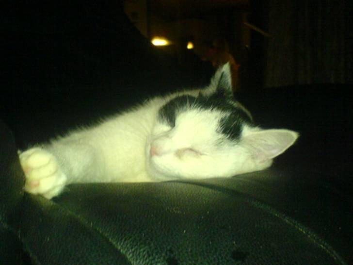 Huskat misser - snork snork snork billede 5