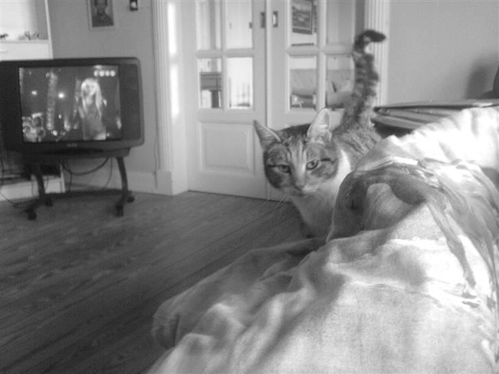 Blanding af racer kragelunds søs billede 1