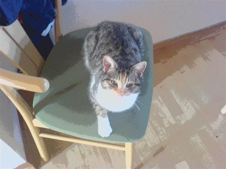 Blanding af racer kragelunds søs billede 2