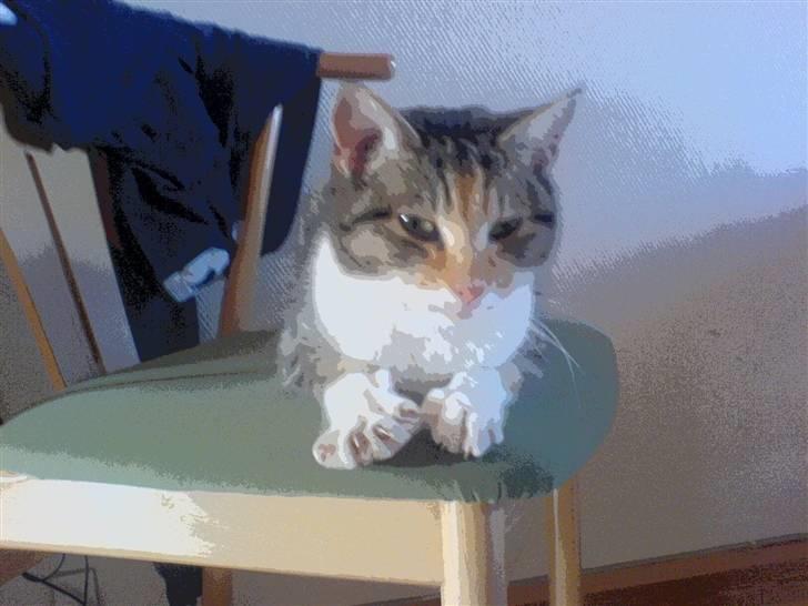 Blanding af racer kragelunds søs billede 3