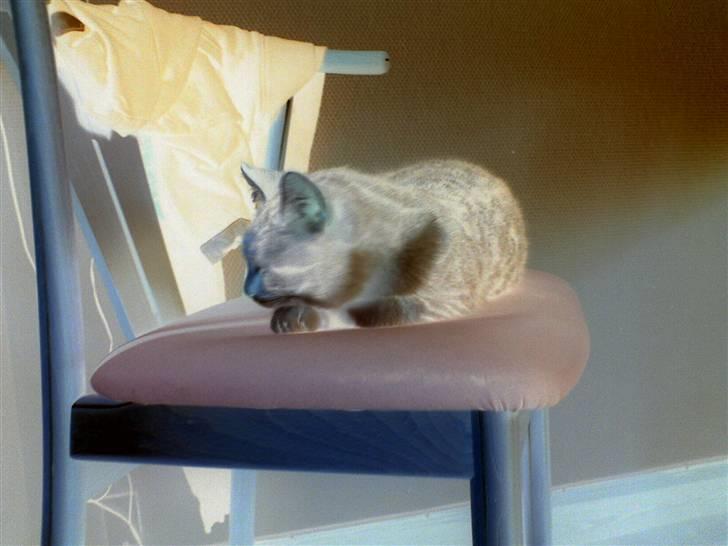 Blanding af racer kragelunds søs billede 4