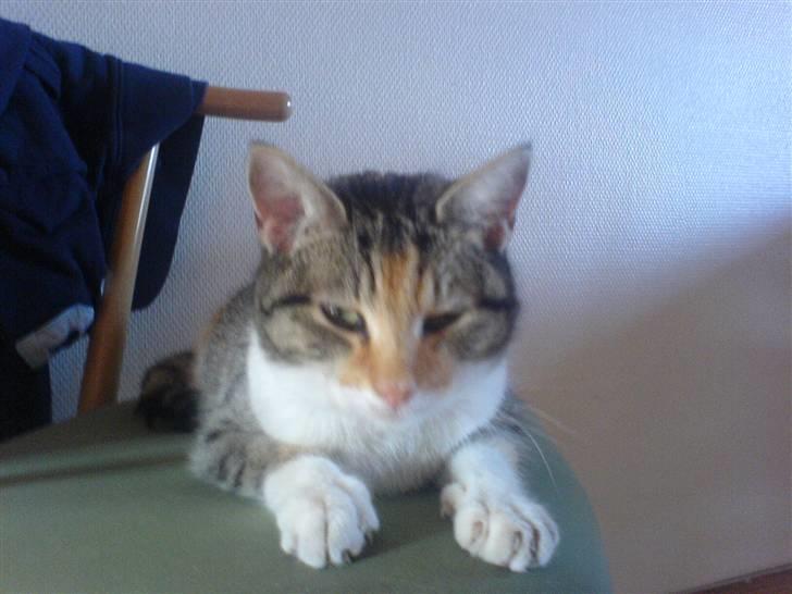 Blanding af racer kragelunds søs billede 5