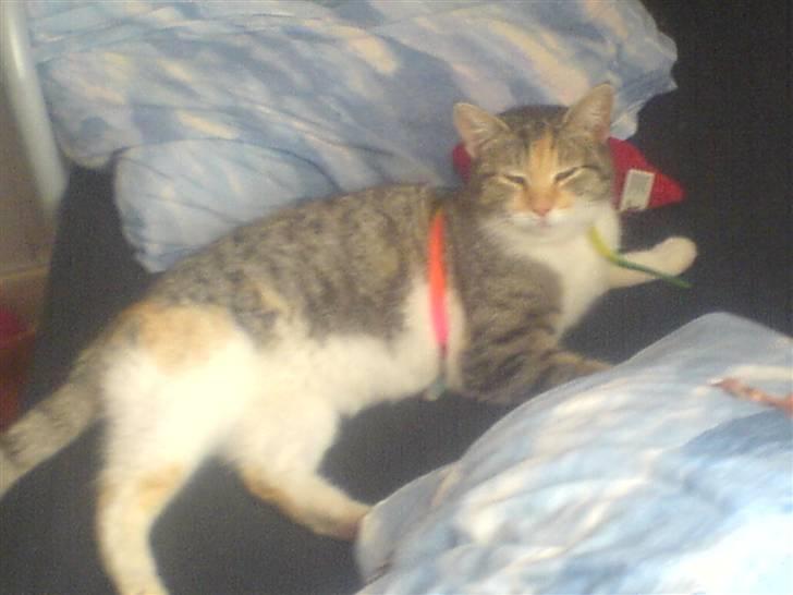 Blanding af racer kragelunds søs billede 6