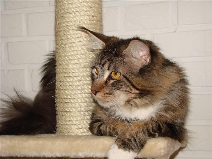 Maine Coon  Moviecoons Aragon billede 9