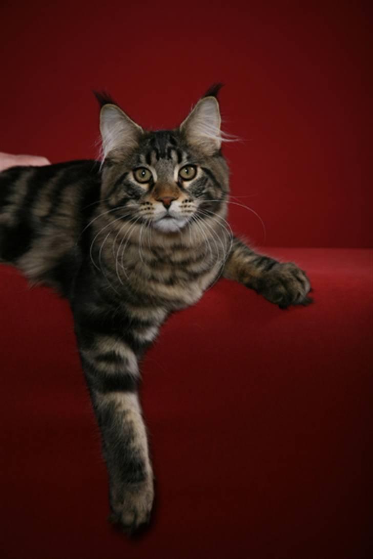 Maine Coon RW QGC MTNest Jackman billede 1